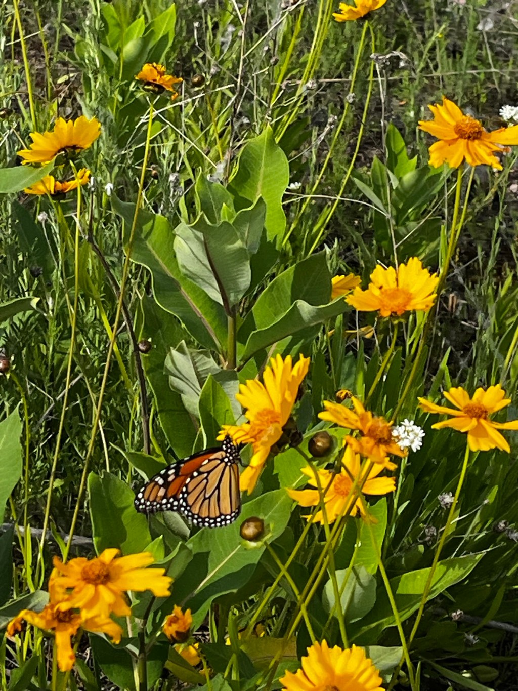 Happy 4th of July Eve